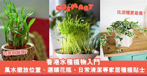 水 種 植物 風水|水種新手入門指南：15 種室內水種植物推薦 